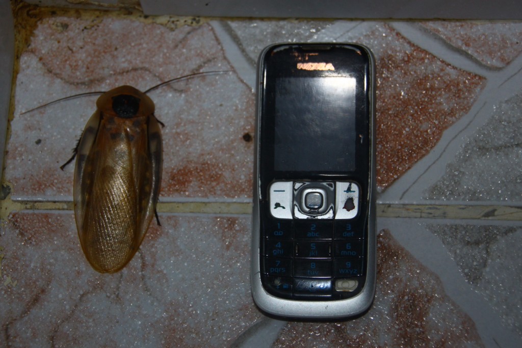 Amazońskie karaluchy