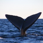 Półwysep wielorybów