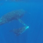 Pływanie z wielorybami