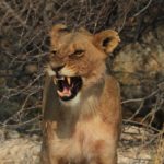 W królestwie zwierząt – safari w Parku Etosha