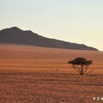 Życie na pustyni Namib